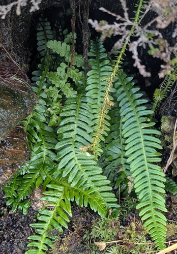 deer fern