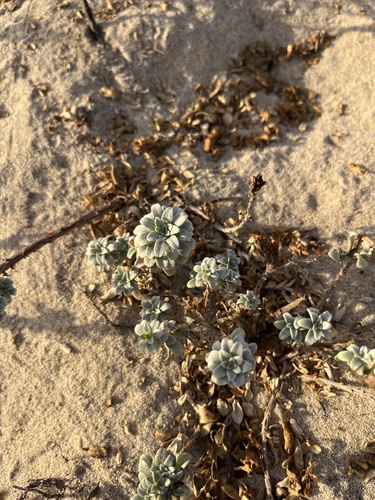 iNaturalist observation photo of beach suncup
