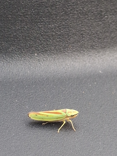 Rhododendron Leafhopper