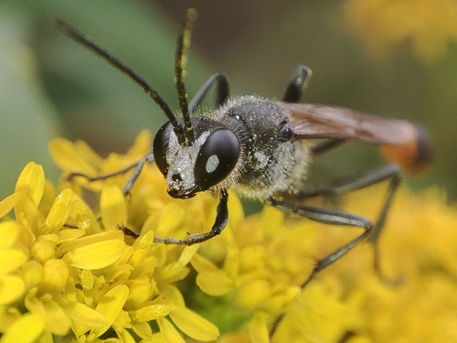 Red-belted Sand Wasp