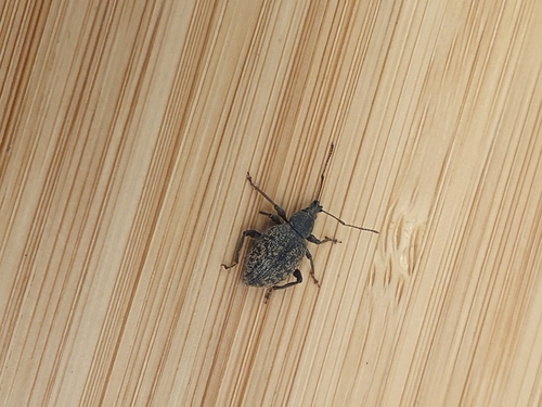 Otiorhynchus aurifer