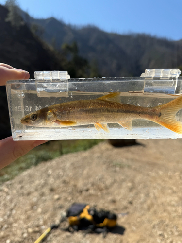 Sacramento Pikeminnow