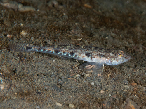 Sand Goby