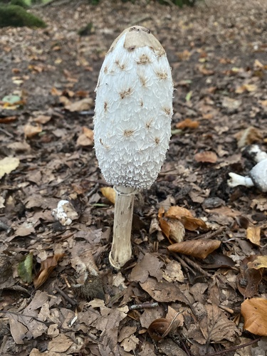 Shaggy Mane