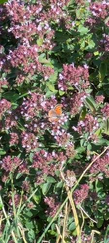 Small Copper