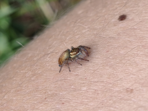 Carrhotus xanthogramma