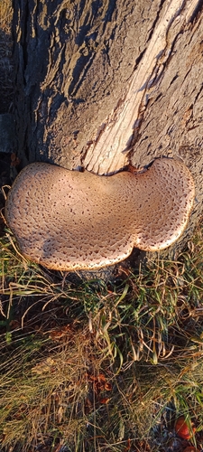 Dryad's Saddle