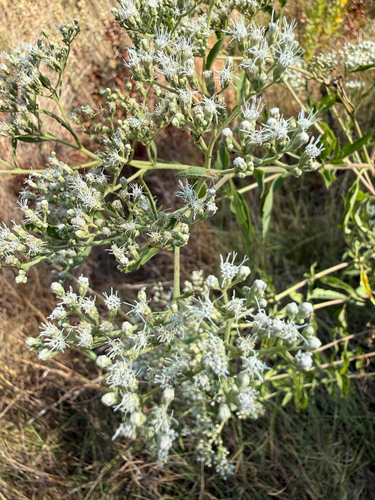 late boneset