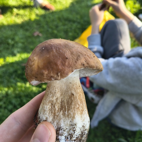 Summer Bolete