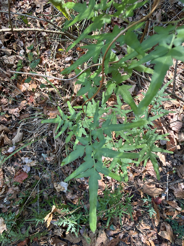 Japanese climbing fern