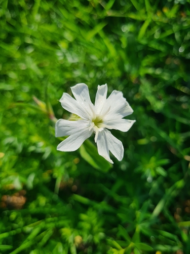 white campion