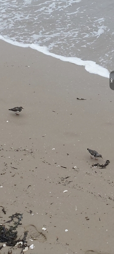 Ruddy Turnstone