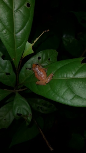 Common Shrub Frog