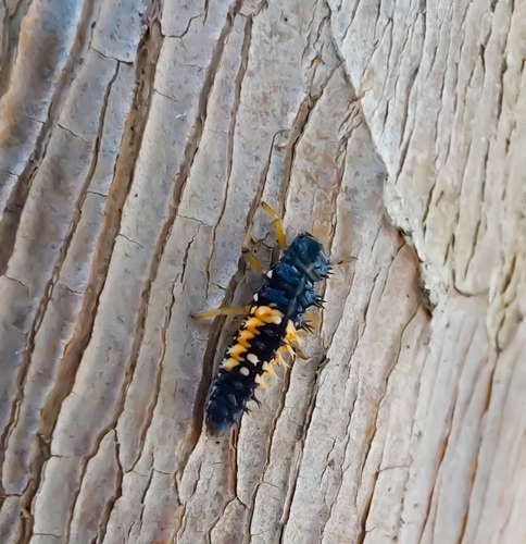 Asian Lady Beetle