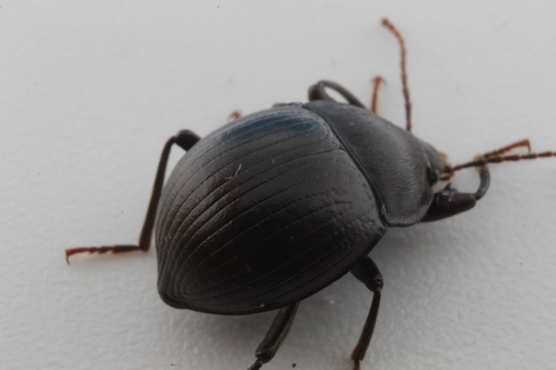 Accanthopus velikensis