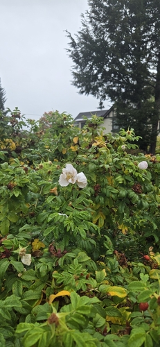 rugosa rose