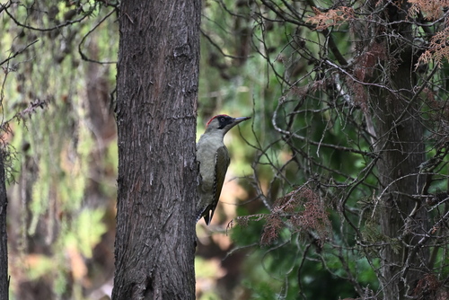 Eurasian Green Woodpecker