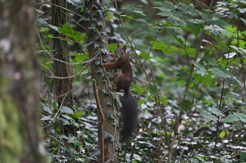 Eurasian Red Squirrel