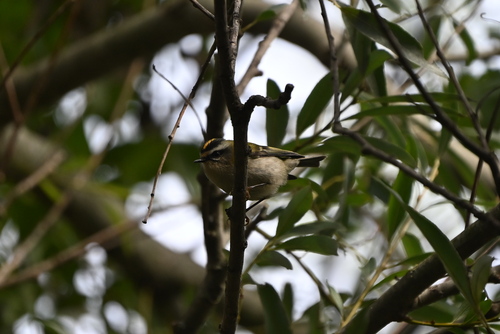 Common Firecrest