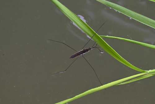 lake pondskater