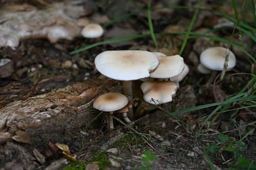 Poplar Fieldcap