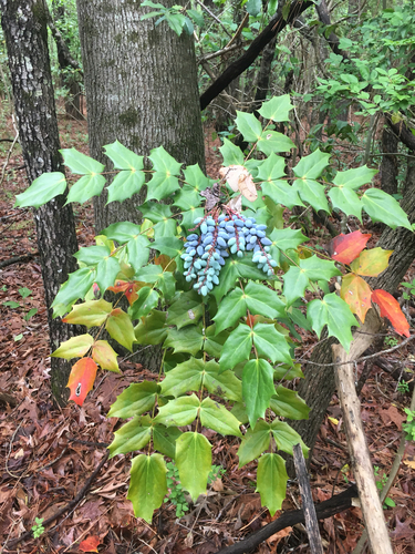 leatherleaf mahonia (Mahonia bealei)