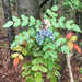 Leatherleaf Mahonia - Photo (c) wayno, all rights reserved