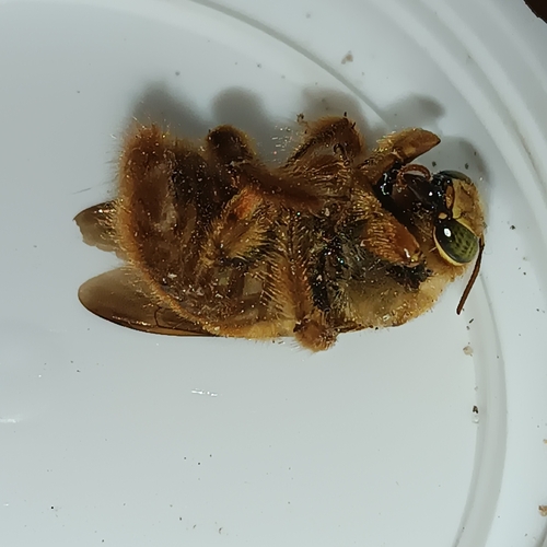 Xylocopa augusti