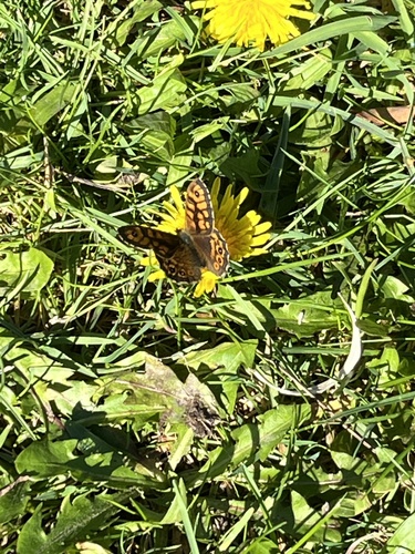 Wall Brown