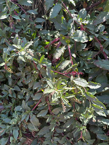 American pokeweed