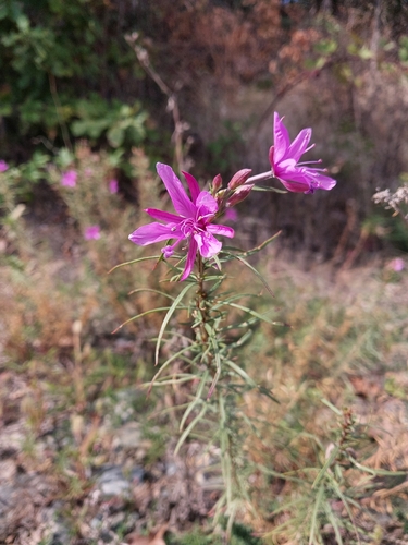 Rosemary-leaved Willowherb