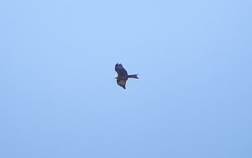 Red Kite