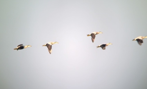 Common Eider