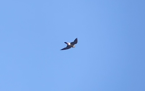 Peregrine Falcon