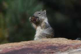 Rock Squirrel