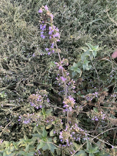 Black horehound