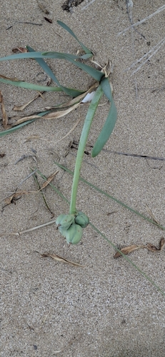 Sea Daffodil