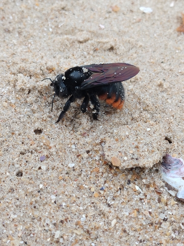 Xylocopa augusti
