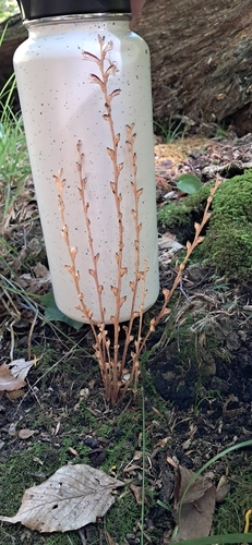 Beechdrops