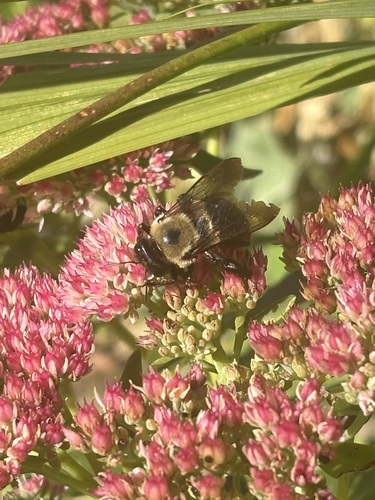 Eastern Carpenter Bee