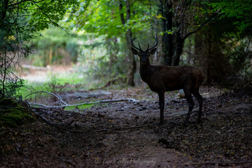 Red Deer