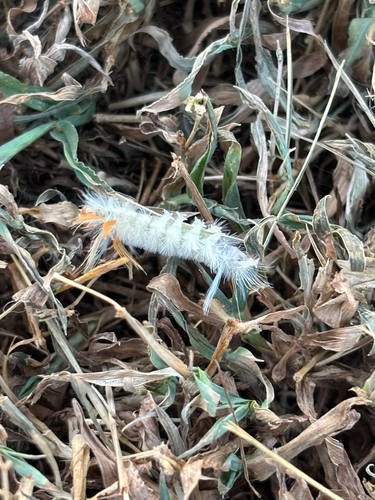 Sycamore Tussock Moth