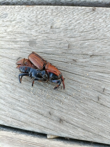 Red Palm Weevil