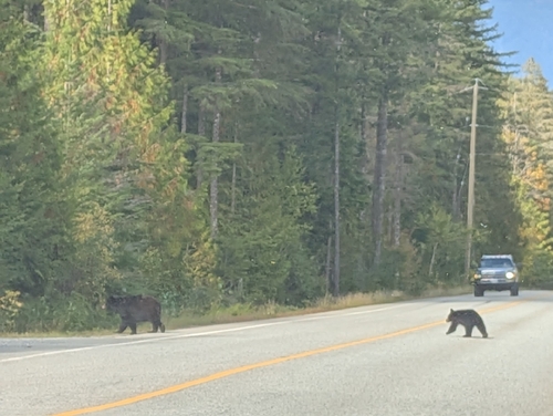 Black Bear sighting near Squamish