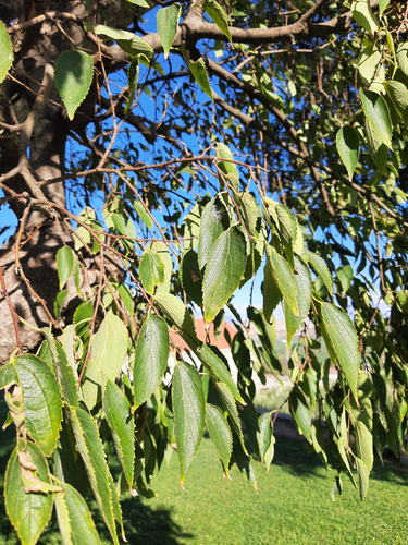Nettle tree