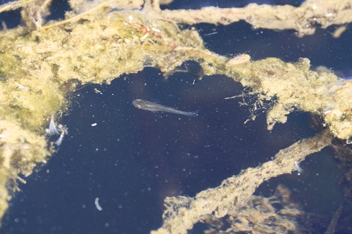 Eastern Mosquitofish