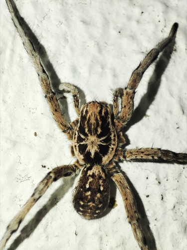 Geolycosa vultuosa