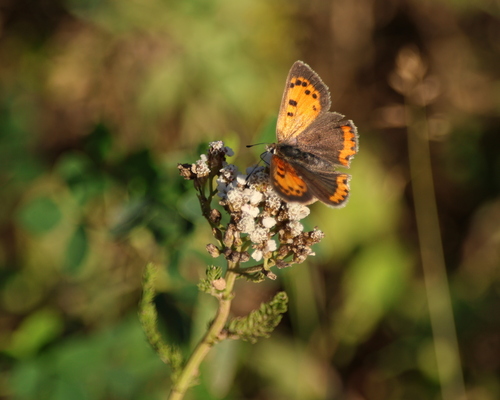 Small Copper