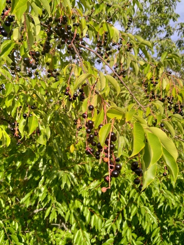 bird cherry