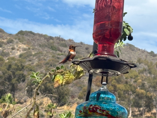 Allen's Hummingbird